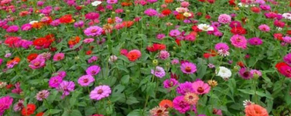 百日菊种子泡几天发芽