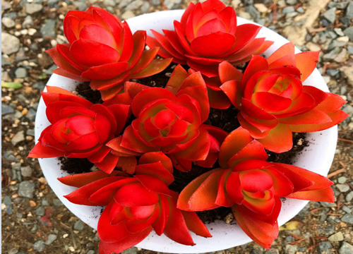 火祭多肉怎么养成红色才好看