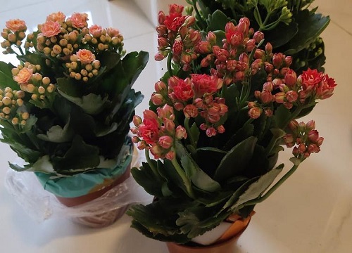 秋天怎么养长寿花开花多