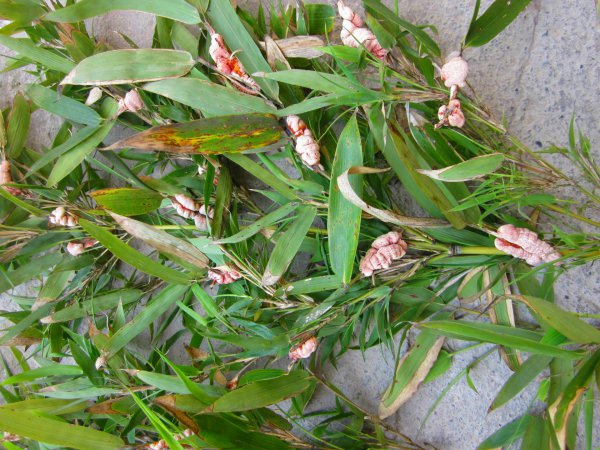 竹林里的竹笋能吃吗