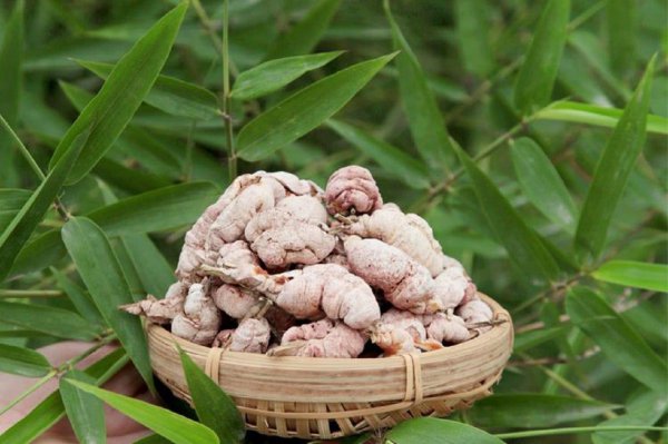 竹林里的竹笋能吃吗