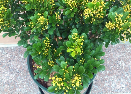 米兰花北方可以养吗