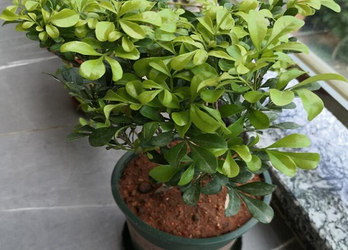 米兰花北方可以养吗