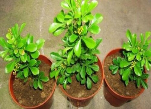 米兰花北方可以养吗