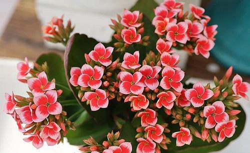 长寿花怎么养护枝繁叶茂