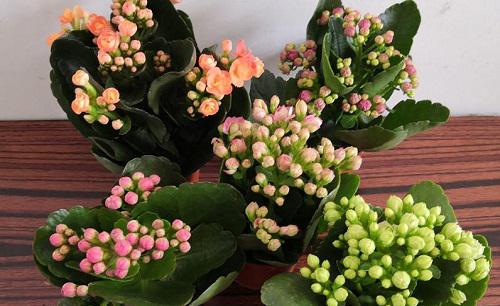 长寿花怎么养护枝繁叶茂