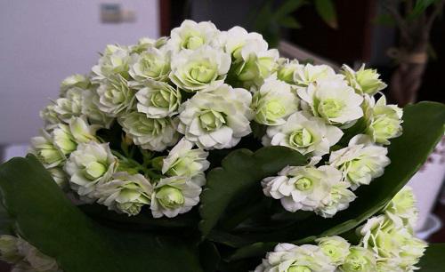 长寿花怎么养护枝繁叶茂