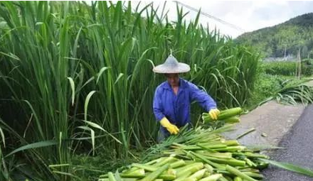 茭白在农村叫什么名字