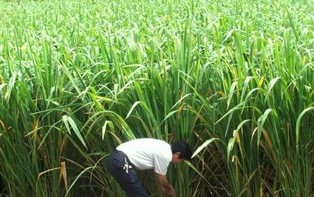 茭白在农村叫什么名字