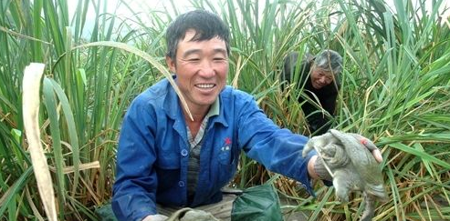 茭白在农村叫什么名字