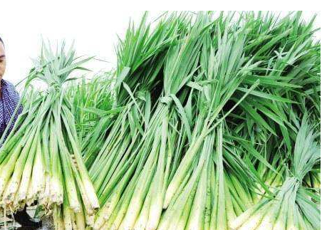 茭白在农村叫什么名字