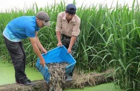 茭白在农村叫什么名字