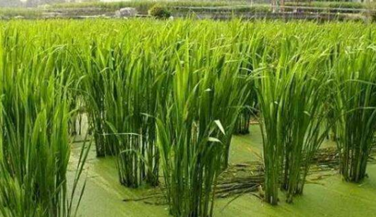 茭白在农村叫什么名字