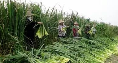 茭白在农村叫什么名字