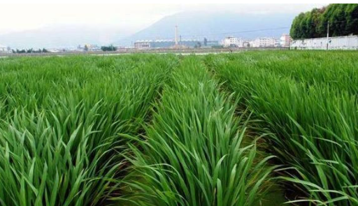 茭白在农村叫什么名字