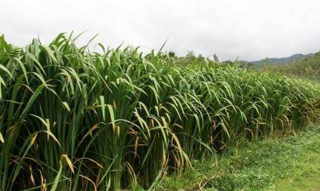 茭白在农村叫什么名字