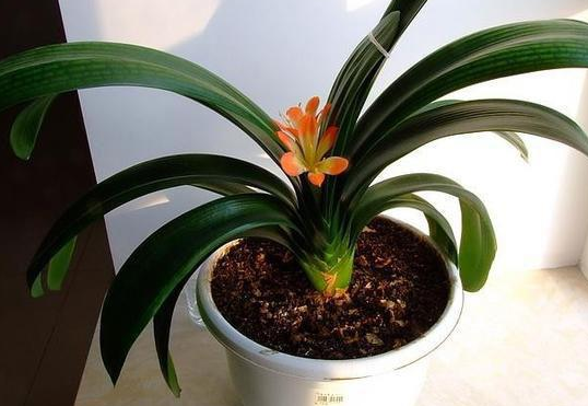 鸡蛋壳是磷肥还是钾肥