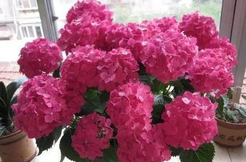 鸡蛋壳是磷肥还是钾肥