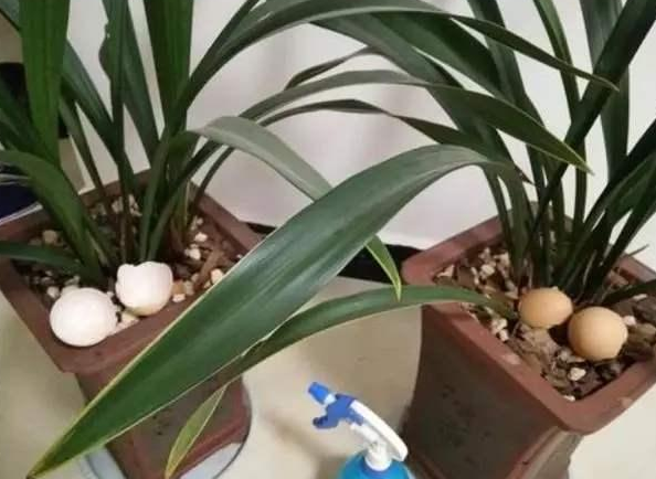 鸡蛋壳是磷肥还是钾肥