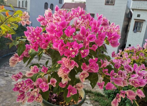 三角梅黄叶掉叶有何补救方法