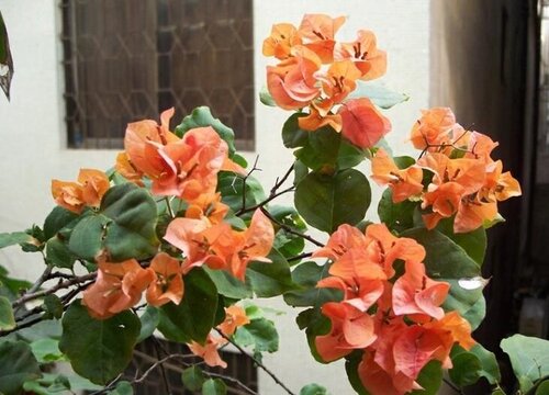 三角梅黄叶掉叶有何补救方法