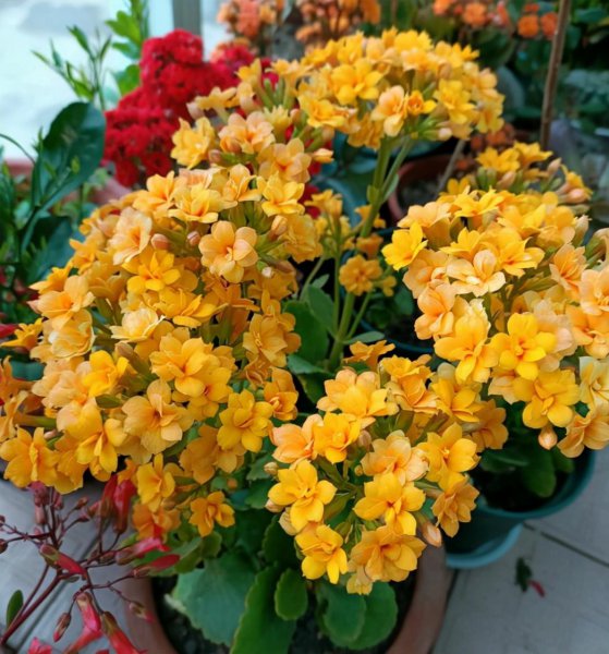 长寿花叶子发软怎么回事