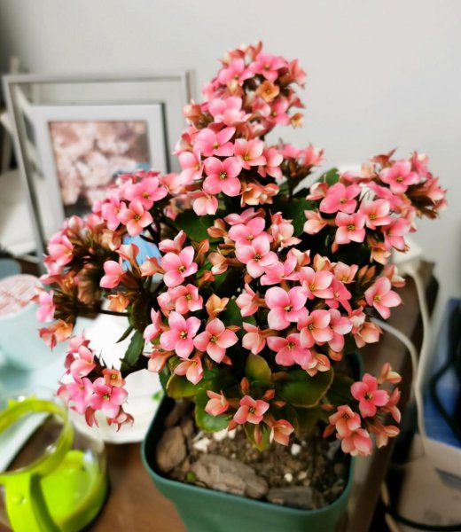 长寿花叶子发软怎么回事