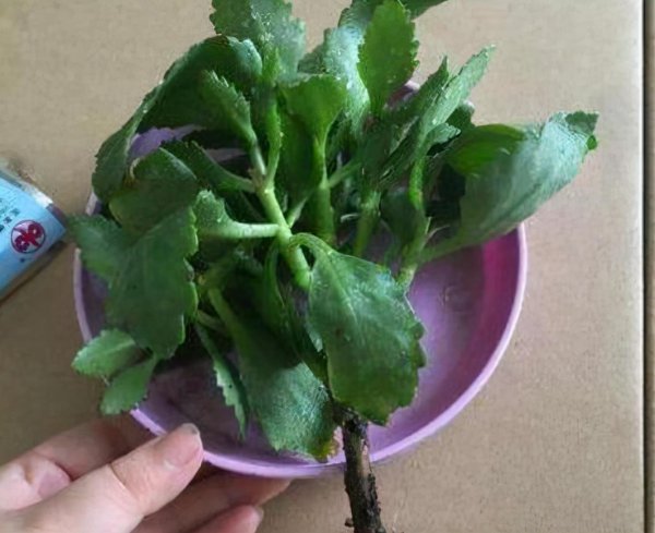 长寿花叶子发软怎么回事