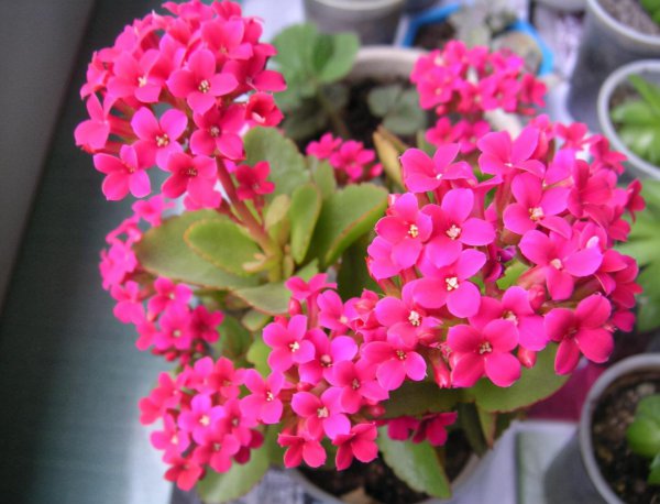 长寿花叶子发软怎么回事