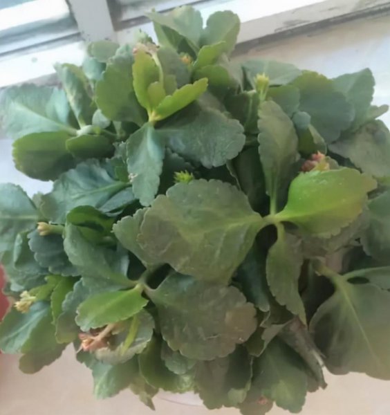 长寿花叶子发软怎么回事