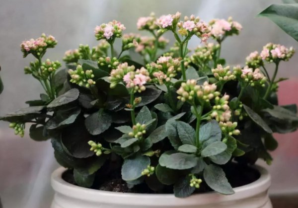 长寿花叶子发软怎么回事