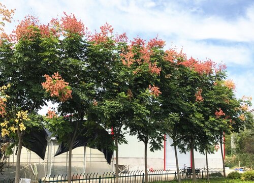 栾树和无患子区别