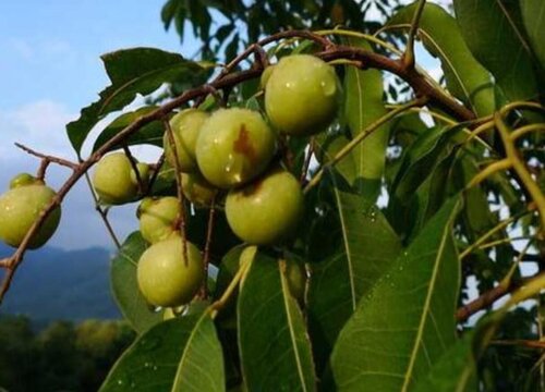 栾树和无患子区别