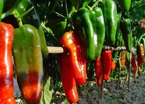 辣椒一年可以种几次