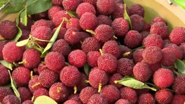 杨梅哪里产的最好吃