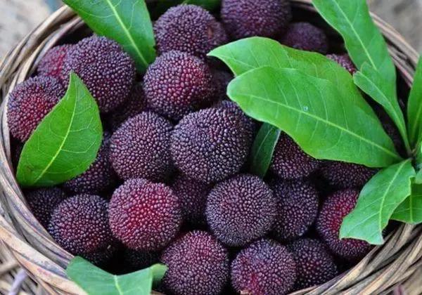 杨梅哪里产的最好吃