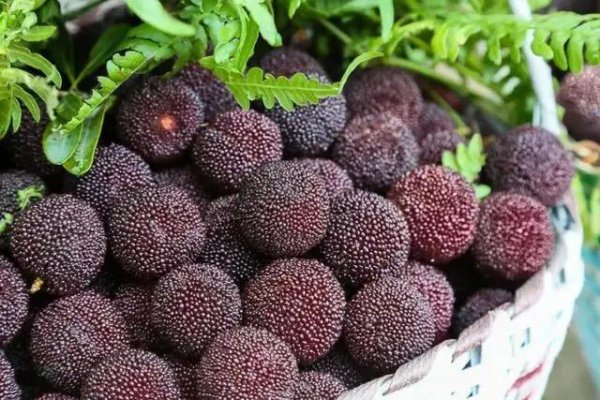 杨梅哪里产的最好吃