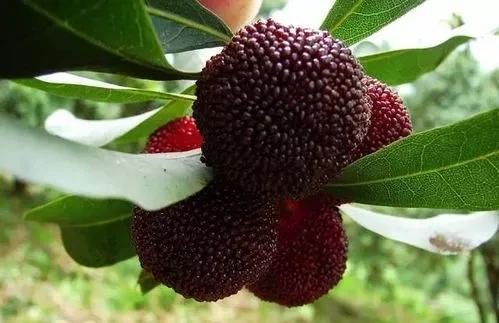 杨梅哪里产的最好吃