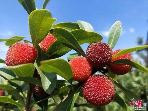 杨梅哪里产的最好吃