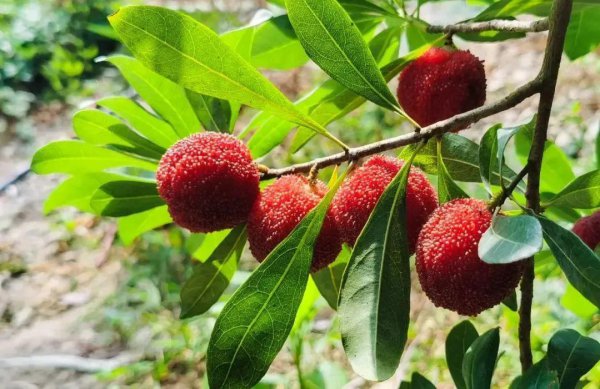 杨梅哪里产的最好吃