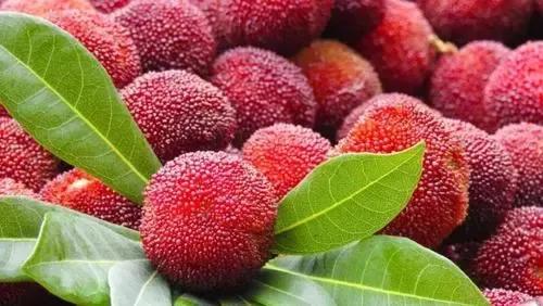 杨梅哪里产的最好吃