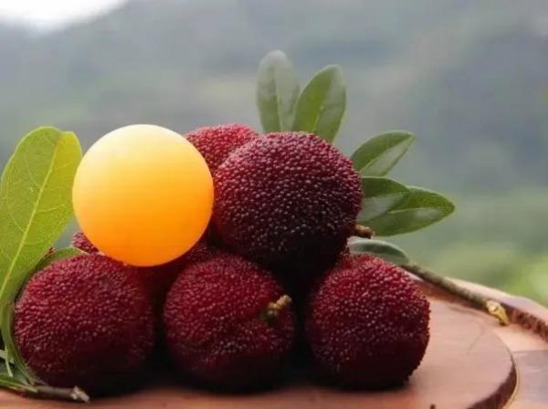 杨梅哪里产的最好吃