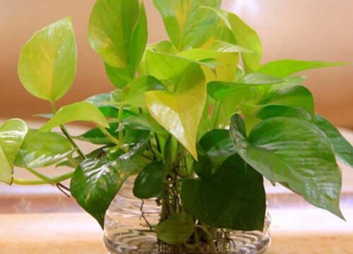 绿萝黄叶子应该怎么补救变绿