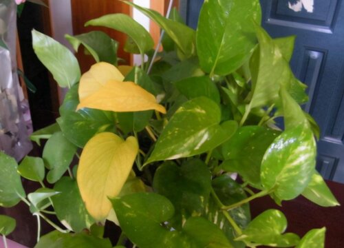 绿萝黄叶子应该怎么补救变绿