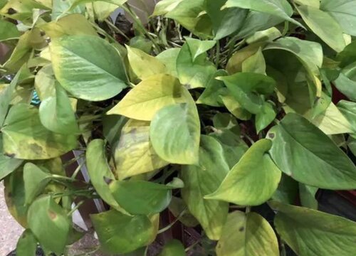 绿萝黄叶子应该怎么补救变绿