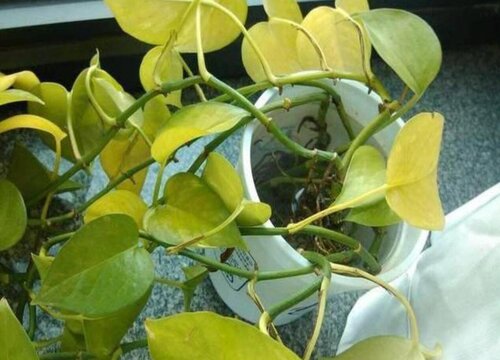 绿萝黄叶子应该怎么补救变绿