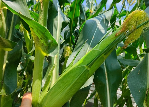 嘉禧100玉米品种介绍