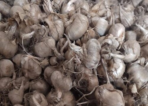 网上买的藏红花种球是真的吗