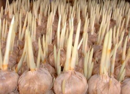 网上买的藏红花种球是真的吗