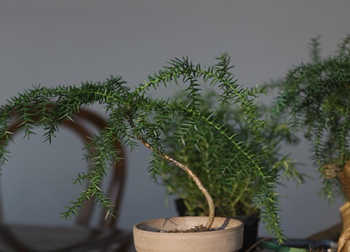 澳洲杉施肥用什么肥料最好